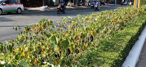 Hệ thống tưới tự động hơn 3 tỉ trục trặc, hàng loạt hoa kiểng héo chết- Ảnh 1. Hàng loạt cây hoa lài trồng trên đường Ba Mươi Tháng Tư, quận Ninh Kiều, TP Cần Thơ héo úa, sắp chết - Ảnh: LÊ DÂN