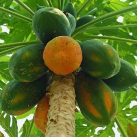 Nhiều bệnh chớ ăn đu đủ kẻo 'hối không kịp'- Ảnh 1. Nhiều bệnh chớ nên ăn nhiều đu đủ - Ảnh minh họa