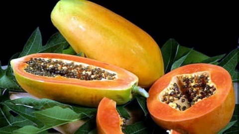 Nhiều bệnh chớ ăn đu đủ kẻo 'hối không kịp'- Ảnh 2. Ảnh minh họa