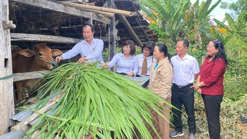 Điện lực Phú Yên trao tặng bê giống cho hộ phụ nữ khó khăn- Ảnh 1. Điện lực Phú Yên trao tặng bê giống cho hộ phụ nữ khó khăn- Ảnh 1.