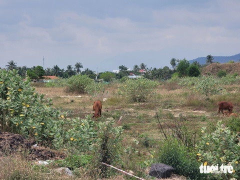 2 khu đô thị bỏ hoang của Tập đoàn Phúc Sơn ở Nha Trang- Ảnh 2. Dự án khu đô thị Phúc Khánh 2 cỏ mọc um tùm, trở thành nơi chăn bò - Ảnh: TRẦN HƯỚNG