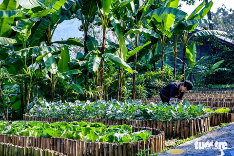 Vườn rau do chính nhân viên khu nghỉ dưỡng chăm sóc và là nguồn thực phẩm cung cấp cho bữa ăn của các khách giàu - Ảnh: NAM TRẦN Vườn rau trong nội bộ resort là nguồn thực phẩm cung cấp cho bữa ăn của khách giàu