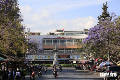 Phượng tím dọc hai bên đường dẫn vào chợ Đà Lạt - Ảnh: M.V Phượng tím dọc hai bên đường dẫn vào chợ Đà Lạt - Ảnh: M.V.