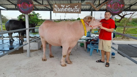 Nhà ai có con trâu bạch tạng thì giàu to rồi nhé!- Ảnh 2. Ở Thái, những con trâu bạch tạng rất được giá vì quý hiếm.