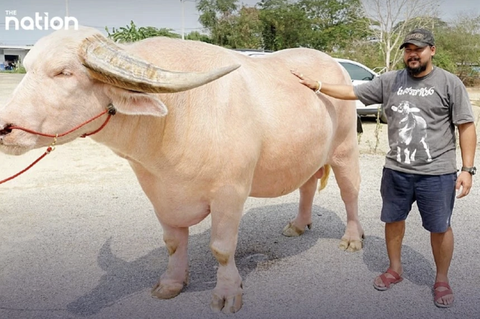 Nhà ai có con trâu bạch tạng thì giàu to rồi nhé!- Ảnh 1. Con trâu bạch tạng vô cùng quý giá của ngành chăn nuôi Thái Lan.