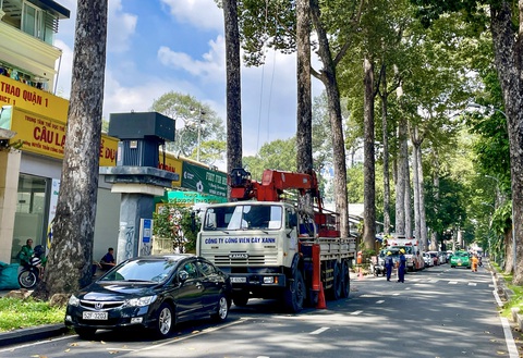 Chưa có quy định xử lý gỗ thu hồi sau đốn cây tại TP.HCM- Ảnh 1. Theo Sở Xây dựng TP.HCM, nguồn gỗ thu hồi để đấu giá là cây xanh trồng trên đường phố (thu hồi chứ không phải khai thác để bán gỗ) - Ảnh: CHÂU TUẤN