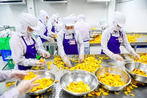Công nhân sơ chế mít xuất khẩu tại một công ty ở Bình Dương - Ảnh: QUANG ĐỊNH Công nhân sơ chế mít xuất khẩu tại một công ty ở Bình Dương - Ảnh: QUANG ĐỊNH