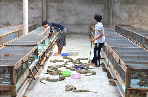 Giới khoa học đề xuất dùng thịt trăn thay thế thịt bò, lợn và gia cầm- Ảnh 1. Nuôi trăn lấy thịt là một hoạt động lâu đời tại nhiều nước ở châu Á - Ảnh: PEOPLE FOR WILDLIFE