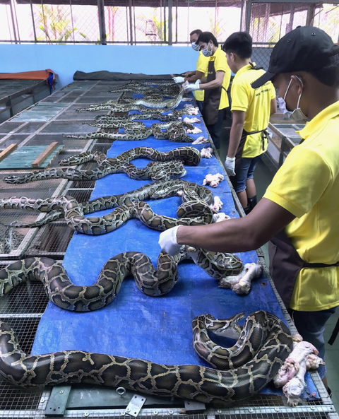 Giới khoa học đề xuất dùng thịt trăn thay thế thịt bò, lợn và gia cầm- Ảnh 2. Những con trăn vẫn giữ vững cân nặng kể cả khi chúng không ăn gì trong nhiều ngày - Ảnh: PEOPLE FOR WILDLIFE