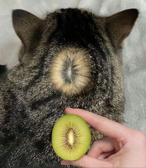 Ảnh vui 16-3: Tưởng tui không biết tiếng Anh rồi nói gì nói hả?!- Ảnh 4. Chú mèo... kiwi.