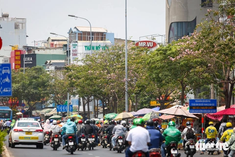 Vì sao hoa kèn hồng ở TP.HCM không nở rộ, có cây còn 'không chịu nở bông'?- Ảnh 1. Trên tuyến đường Điện Biên Phủ, hoa kèn hồng nở lác đác, kém sắc - Ảnh: LÊ PHAN