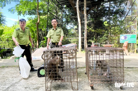 Nuôi dưỡng động vật hoang dã rồi thả về môi trường tự nhiên- Ảnh 2. Các đơn vị tổ chức, cá nhân đến Trạm cứu hộ động vật hoang dã Hòn Me để giao nộp các con khỉ bắt được - Ảnh: CHÍ CÔNG