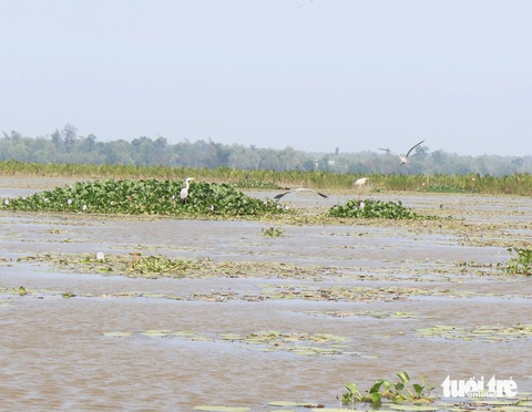 Bãi sậy sông Đầm - hệ sinh thái quý hiếm giữa lòng Tam Kỳ- Ảnh 10. Chim cò đậu trên đám lục bình nổi trên sông - Ảnh: LÊ TRUNG