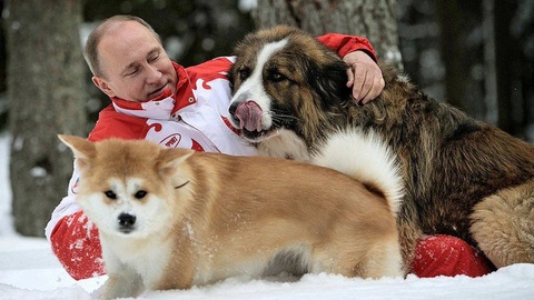 Tổng thống Putin chơi đùa với 2 chó cưng Buffy và Yume vào năm 2013 - Ảnh: GETTY IMGAES Tổng thống Putin chơi đùa với hai chó cưng Buffy và Yume vào năm 2013 - Ảnh: GETTY IMGAES