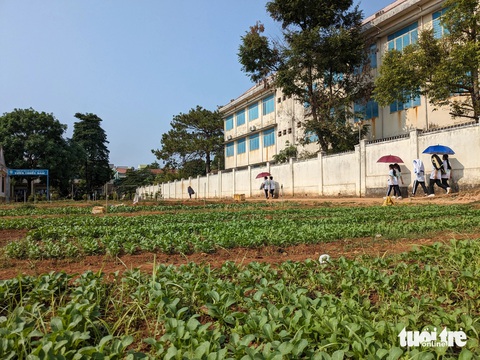 Học sinh khổ vì ký túc xá xuống cấp, 2 sở nói đang gỡ vướng- Ảnh 3. Khu đất dự kiến xây dựng ký túc xá mới đang được nhà trường tận dụng tăng gia trồng rau xanh - Ảnh: TẤN LỰC