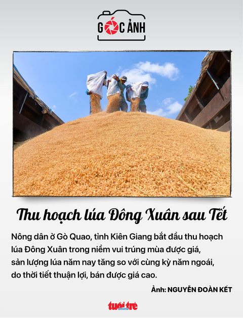 Thu hoạch lúa Đông Xuân sau Tết - Ảnh: NGUYỄN ĐOÀN KẾT Thu hoạch lúa Đông Xuân sau Tết - Ảnh: NGUYỄN ĐOÀN KẾT