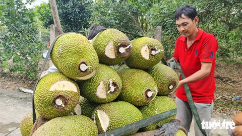 Giá mít Thái tăng mạnh, thương lái vượt sông săn hàng- Ảnh 1. Hiện nay mít Thái được thương lái thu mua với giá cao - Ảnh: MẬU TRƯỜNG