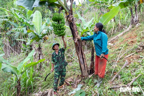 Vườn chuối biên phòng tặng dân bản biên giới- Ảnh 1. Chị Hồ Thị Lôi cùng cán bộ biên phòng A Vao chăm sóc vườn chuối - Ảnh: HOÀNG TÁO