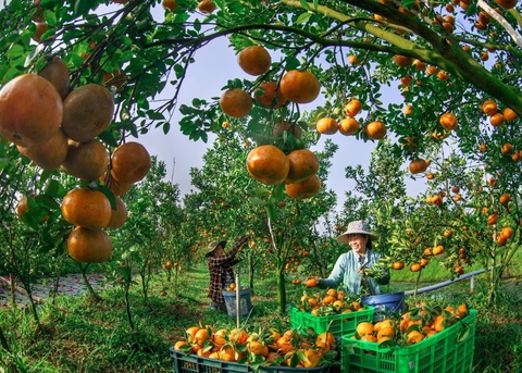 Tác phẩm “Được mùa quýt hồng” của tác giả Hiếu Minh Vũ tham gia cuộc thi năm 2023 - Ảnh: BTC Tác phẩm “Được mùa quýt hồng” của tác giả Hiếu Minh Vũ tham gia cuộc thi Việt Nam hạnh phúc mùa đầu tiên - Ảnh: HIẾU MINH VŨ