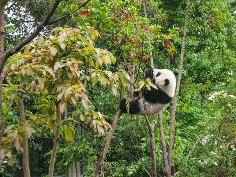 Ghé Thành Đô ngắm gấu trúc, thưởng cảnh 'thiên đường hạ giới' Cửu Trại Câu- Ảnh 2. Gấu trúc được làm quen với môi trường tự nhiên trong khu bảo tồn - Ảnh: Unsplash.