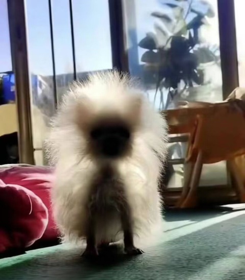 Như một vị thần...