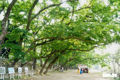 9 cây giáng hương ở làng Hương Trà được công nhận cây di sản- Ảnh 3. Những cây sưa vàng cổ thụ ở làng sinh thái Hương Trà - Ảnh: LÊ TRUNG