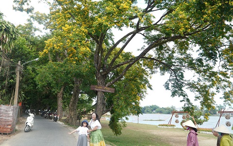 9 cây giáng hương ở làng Hương Trà được công nhận cây di sản- Ảnh 4. Người dân check-in bên những hàng sưa - Ảnh: LÊ TRUNG