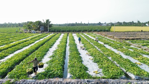 Long An dành hơn 2.200ha kêu gọi 2 dự án nông nghiệp ứng dụng công nghệ cao- Ảnh 1. Cả hai khu đất kêu gọi dự án đều phù hợp với canh tác nông nghiệp - Ảnh: AN LONG