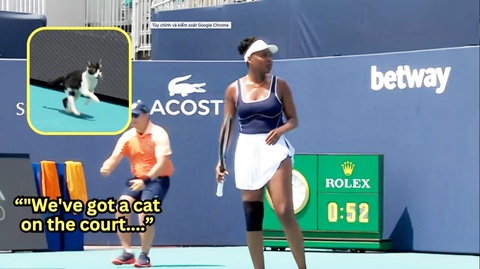 ‘Khách không mời’ phá bĩnh Giải quần vợt Miami Open- Ảnh 1. Chú mèo vào sân khiến trận đấu của Venus Williams tại Giải quần vợt Miami Open bị gián đoạn - Ảnh: Cắt clip