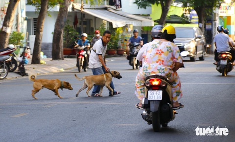 Dân nuôi hơn 26.000 con chó ngoại, TP.HCM đề xuất hạn chế nuôi chó Pitbull, Tosa, chó săn...- Ảnh 1. Chó thả rông chạy loạn xạ qua đường bất chấp đông xe cộ qua lại trên đường Hoàng Sa (quận 3, TP.HCM), khiến nhiều người đi đường thót tim - Ảnh: TIẾN QUỐC