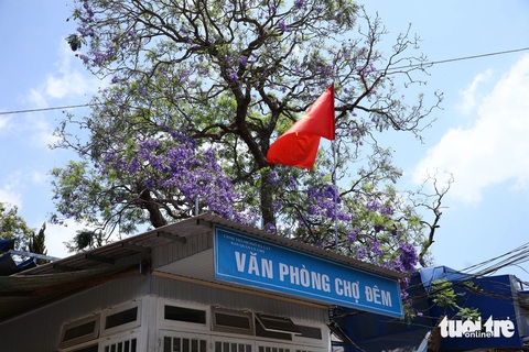 Ki ốt chợ đêm chèn lấn cây phượng tím cổ nhất Đà Lạt- Ảnh 1. Cây phượng tím cổ nằm ngay Văn phòng Chợ đêm Đà Lạt - Ảnh: M.V.