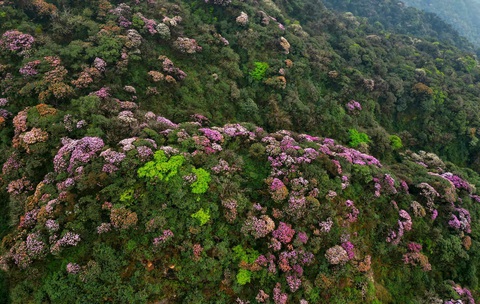 Bạt ngàn hoa đỗ quyên trên đỉnh Putaleng Bạt ngàn hoa đỗ quyên trên đỉnh Putaleng