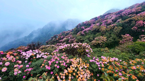 Rừng hoa đỗ quyên đẹp quên lối về trên đỉnh Putaleng- Ảnh 2. Mốc 2.500m trên cung trekking Putaleng được mệnh danh là thủ phủ hoa đỗ quyên của Tây Bắc
