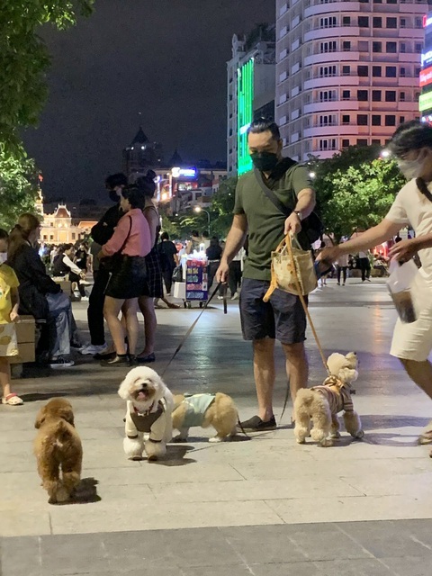 Ảnh: T.T.D. Người nuôi chó dẫn thú cưng đi "giao lưu" ở đường đi bộ Nguyễn Huệ, TP.HCM - Ảnh: T.T.D.