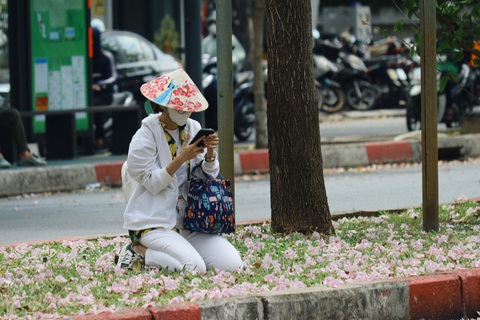 Ngắm nhìn hoa kèn hồng nở muộn nhuộm sắc đường phố TP.HCM- Ảnh 4. Hoa kèn hồng nở rộ để lại dấu ấn đặc trưng cho du khách khi đến TP.HCM - Ảnh: NGỌC QUÝ