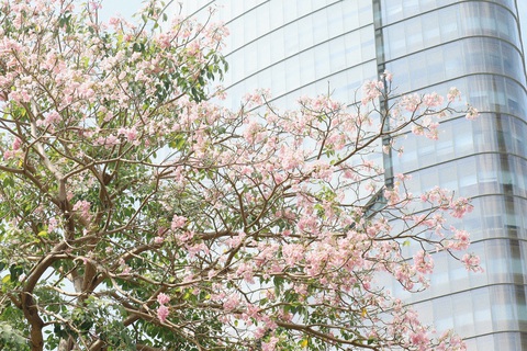 Ngắm nhìn hoa kèn hồng nở muộn nhuộm sắc đường phố TP.HCM- Ảnh 2. Hoa kèn hồng nở rộ trên tuyến đường Hàm Nghi, quận 1, TP.HCM - Ảnh: NGỌC QUÝ