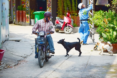 887 người chết vì bệnh dại: Không được để chó thả rông, cắn người nữa- Ảnh 1. Chó thả rông đuổi theo người đi đường tại quận Bình Thạnh, TP.HCM - Ảnh: QUANG ĐỊNH