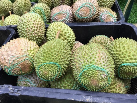 Cadimi vì sao xuất hiện trong thực phẩm, gây hại ra sao?- Ảnh 3. Không chỉ Việt Nam, nhiều lô hàng sầu riêng trên thế giới cũng từng bị phát hiện vượt mức cadimi cho phép - Ảnh: GETTY IMAGES