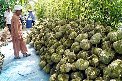 Trung Quốc cảnh báo sầu riêng chứa cadimi: Đã có cảnh báo từ trước?- Ảnh 1. Việc phát triển quá nóng dẫn tới nhiều vấn đề về chất lượng và mã số vùng trồng sầu riêng, ảnh hưởng đến khả năng xuất khẩu - Ảnh: MẬU TRƯỜNG