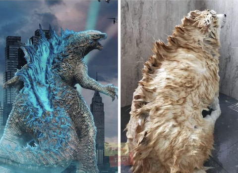 Ảnh vui 24-3: Mua ghẹ được thêm cây lau nhà - là lời đúng không?- Ảnh 4. Godzilla và Dogzilla.