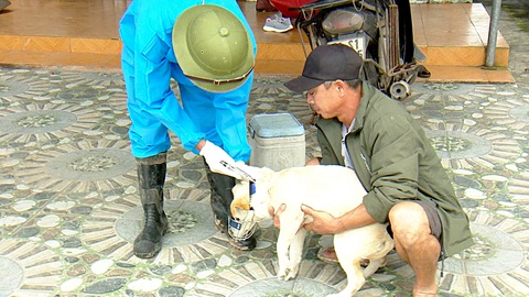Nhức nhối bệnh dại- Ảnh 8. Nhiều địa phương đang tăng cường tiêm phòng dại cho chó, mèo - Ảnh: N.HẠNH