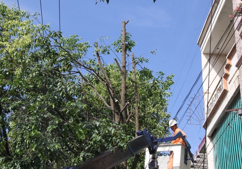 Mùa nắng cần bóng mát sao lại chặt cây?- Ảnh 1. Nhiều nhánh cây không liên quan đến đường dây điện cũng bị chặt hạ - Ảnh: TRẦN MAI