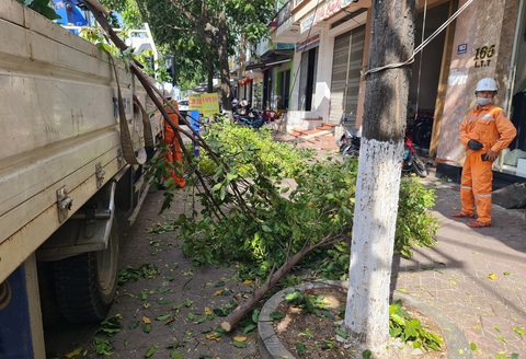 Mùa nắng cần bóng mát sao lại chặt cây?- Ảnh 4. Nhiều nhánh cây bị đốn hạ, dù ngành điện xin phạt ngọn gây ảnh hưởng đến đường dây