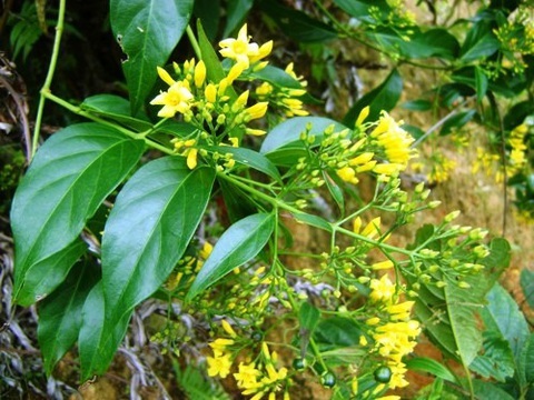 Cây lá ngón - Ảnh: Cây thuốc Việt Nam Cây lá ngón - Ảnh: CTVN