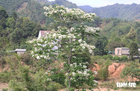 Đại ngàn Trường Sơn rợp sắc trắng tinh khôi mùa hoa trẩu- Ảnh 8. Một cây trẩu trổ hoa kín cây - Ảnh: LÊ TRUNG