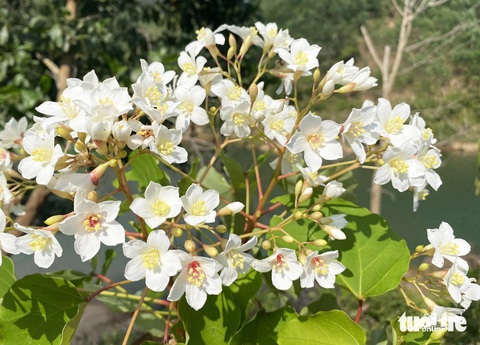 Đại ngàn Trường Sơn rợp sắc trắng tinh khôi mùa hoa trẩu- Ảnh 10. Chùm hoa trẩu nở trắng - Ảnh: LÊ TRUNG