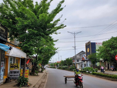 Dự án cây xanh được trồng ở khu Gio Linh liên quan đến vụ án mà Bộ Công an đang điều tra - Ảnh: Q.NAM Dự án cây xanh được trồng ở khu Gio Linh liên quan đến vụ án mà Bộ Công an đang điều tra - Ảnh: Q.NAM