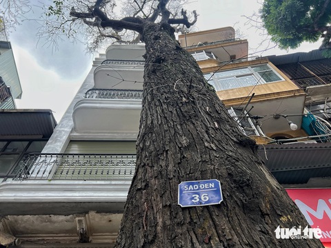 Chủ tịch Hà Nội giao công an vào cuộc vụ 3 cây sao đen hơn 100 tuổi chết khô nghi bị 'bức tử'- Ảnh 1. Một cây sao đen chết khô trước số nhà 34 Lò Đúc - Ảnh: PHẠM TUẤN