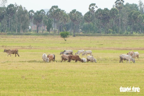 An Giang phát cảnh báo mưa dông và sấm sét sau đợt nắng nóng kéo dài- Ảnh 1. An Giang cảnh báo mưa dông, sét sau đợt nắng nóng kéo dài - Ảnh: CHÍ HẠNH