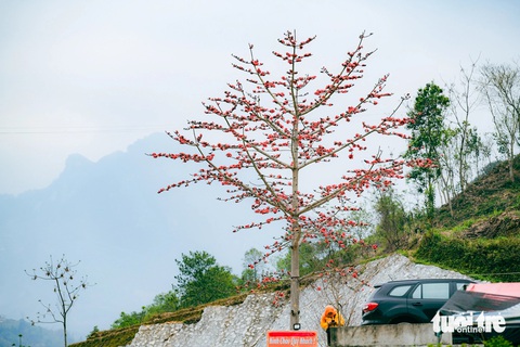 Hoa gạo bung nở đỏ trên những cành cây khẳng khiu hệt như cây nến khổng lồ Hoa gạo bung nở đỏ trên những cành cây khẳng khiu hệt như cây nến khổng lồ